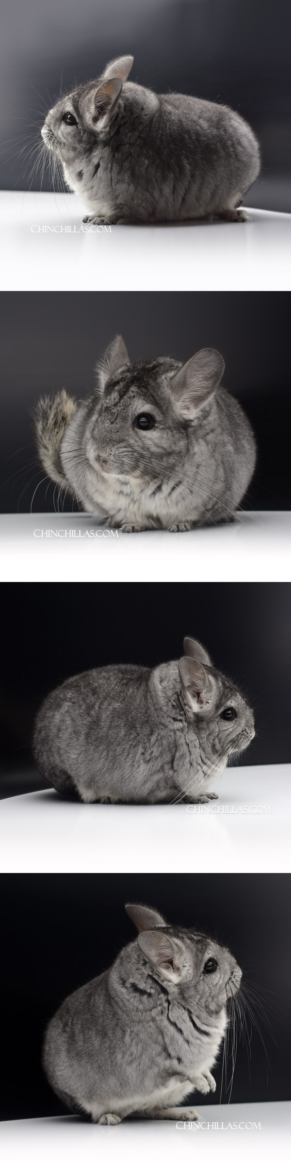 45 Large Blocky Standard ( Royal Persian Angora Carrier ) Female Chinchilla