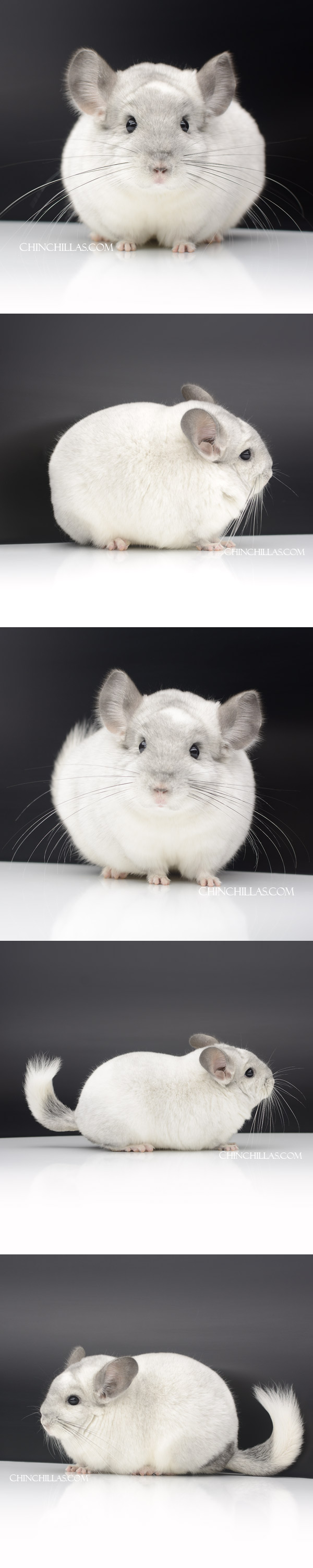 Chinchilla or related item offered for sale or export on Chinchillas.com - 43 Blocky Show Quality White Mosaic Male Chinchilla