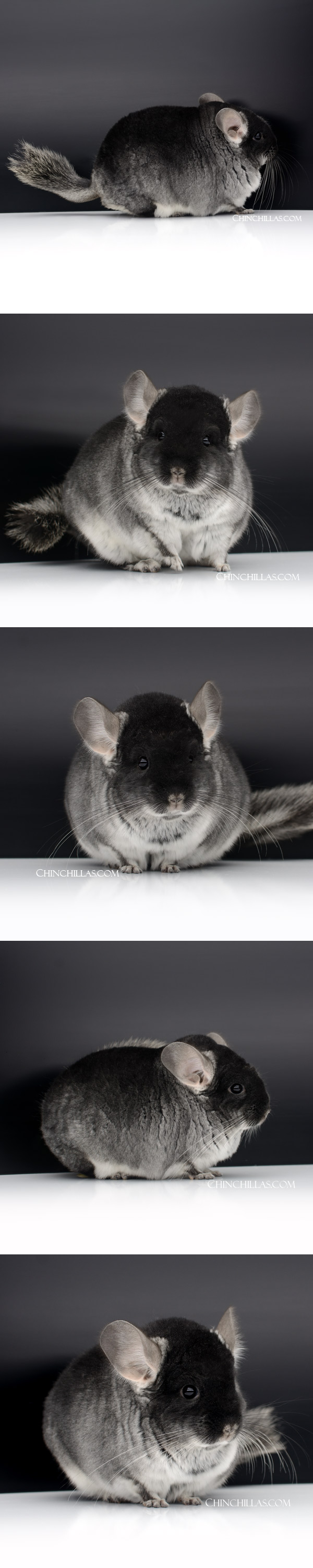 Chinchilla or related item offered for sale or export on Chinchillas.com - 44 Large Blocky Herd Improvement Quality Black Velvet Male Chinchilla