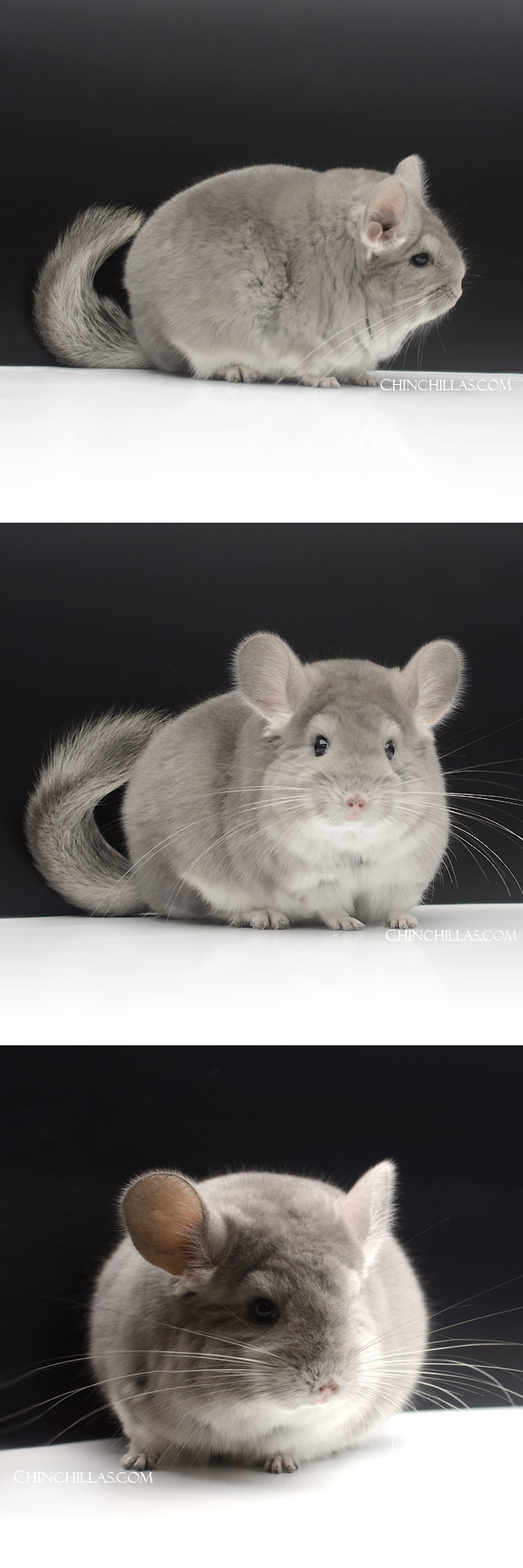 21 Extra Large, Exceptional Violet ( Royal Persian Angora Carrier ) Female Chinchilla