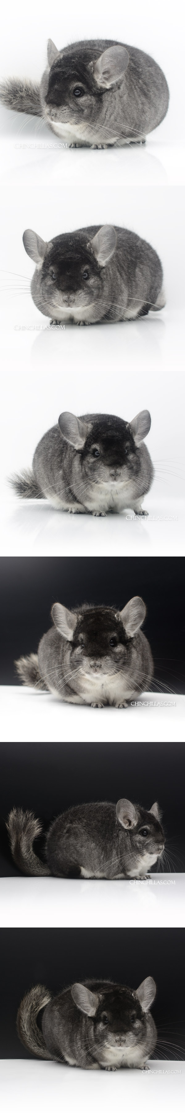 23086 Premium Production Quality Standard Female Chinchilla