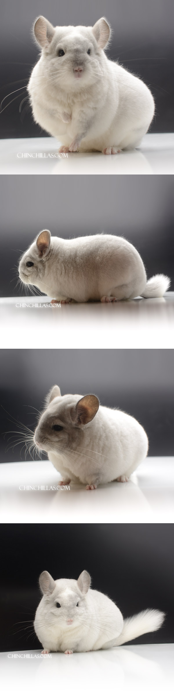 14 XXL Exceptional Violet & White Mosaic ( Royal Persian Angora Carrier ) Female Chinchilla