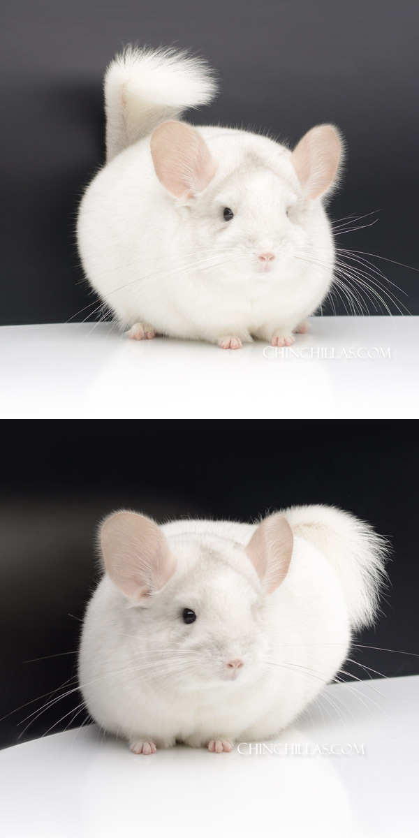 Chinchilla or related item offered for sale or export on Chinchillas.com - 6 Exceptional Pink White ( Royal Persian Angora Carrier ) Female Chinchilla