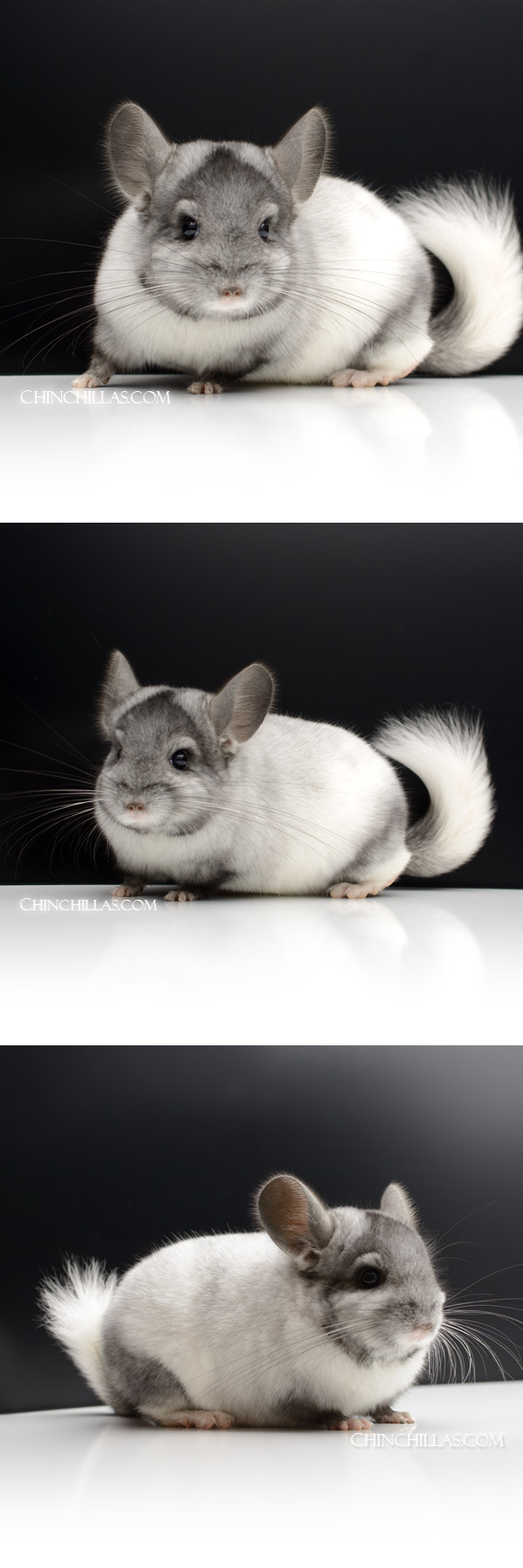 Chinchilla or related item offered for sale or export on Chinchillas.com - 59 Ebony & White Mosaic ( Royal Persian Angora Carrier ) Male Chinchilla
