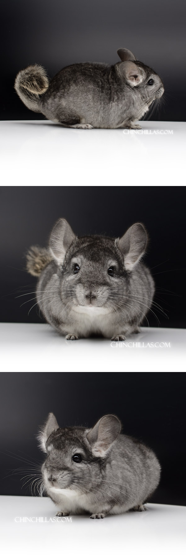 52 Extra Large Standard ( Royal Persian Angora Carrier ) Male Chinchilla