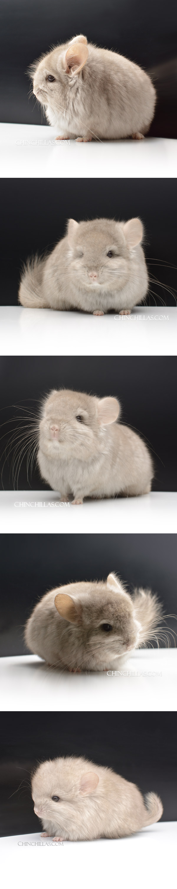 Chinchilla or related item offered for sale or export on Chinchillas.com - 60 Light Tan Royal Persian Angora Male Chinchilla
