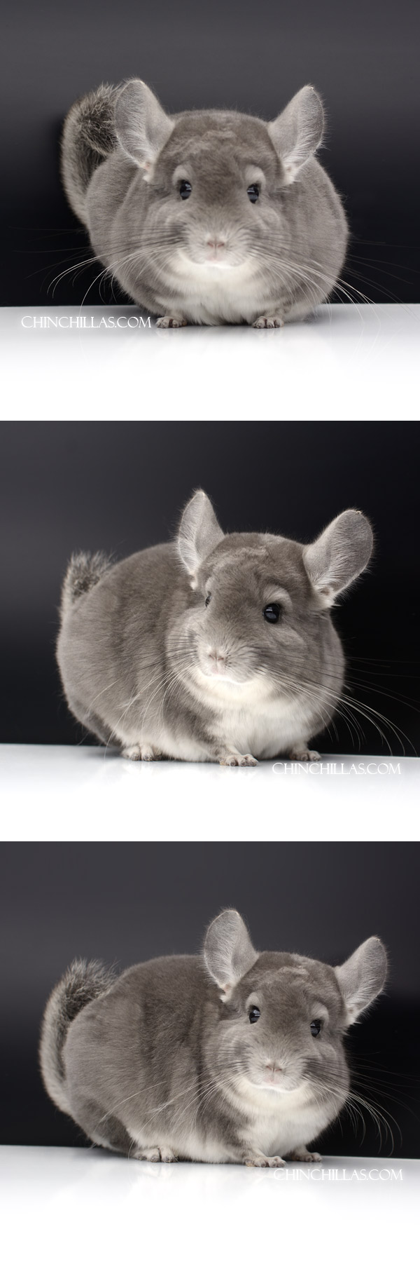 Chinchilla or related item offered for sale or export on Chinchillas.com - 51 Large Show Quality Violet Male Chinchilla