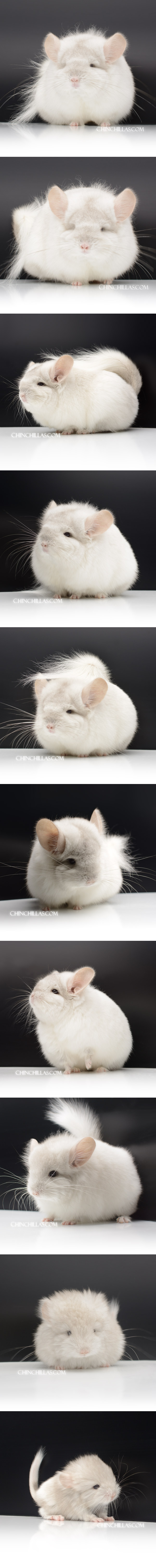 48 Exceptional Pink White Royal Persian Angora Female Chinchilla