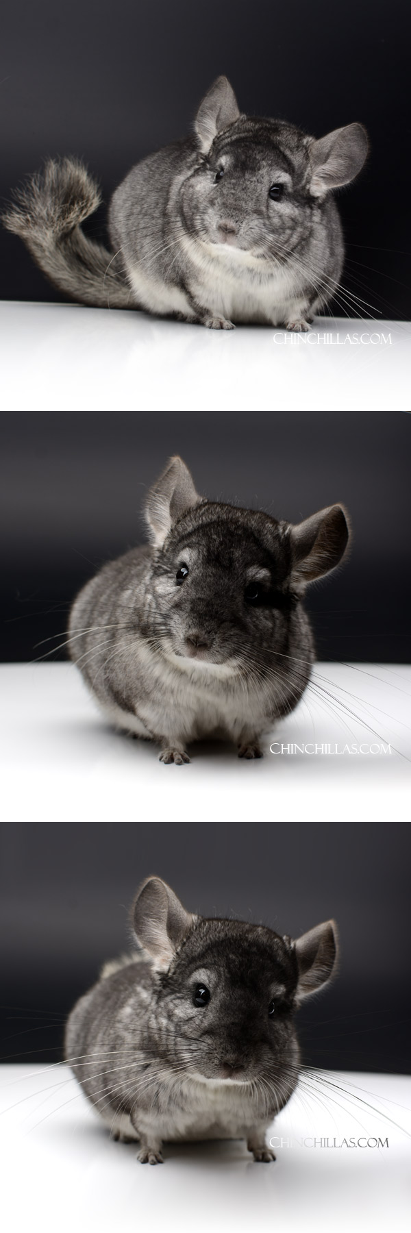 53 Standard ( Royal Persian Angora Carrier ) Male Chinchilla