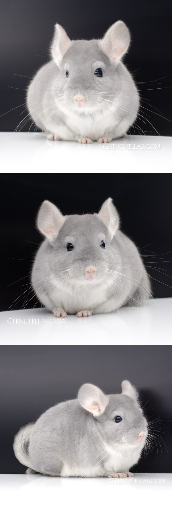 Chinchilla or related item offered for sale or export on Chinchillas.com - 63 Show Quality Blue Diamond Female Chinchilla