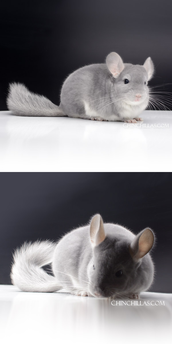 Chinchilla or related item offered for sale or export on Chinchillas.com - 64 Show Quality Blue Diamond Male Chinchilla