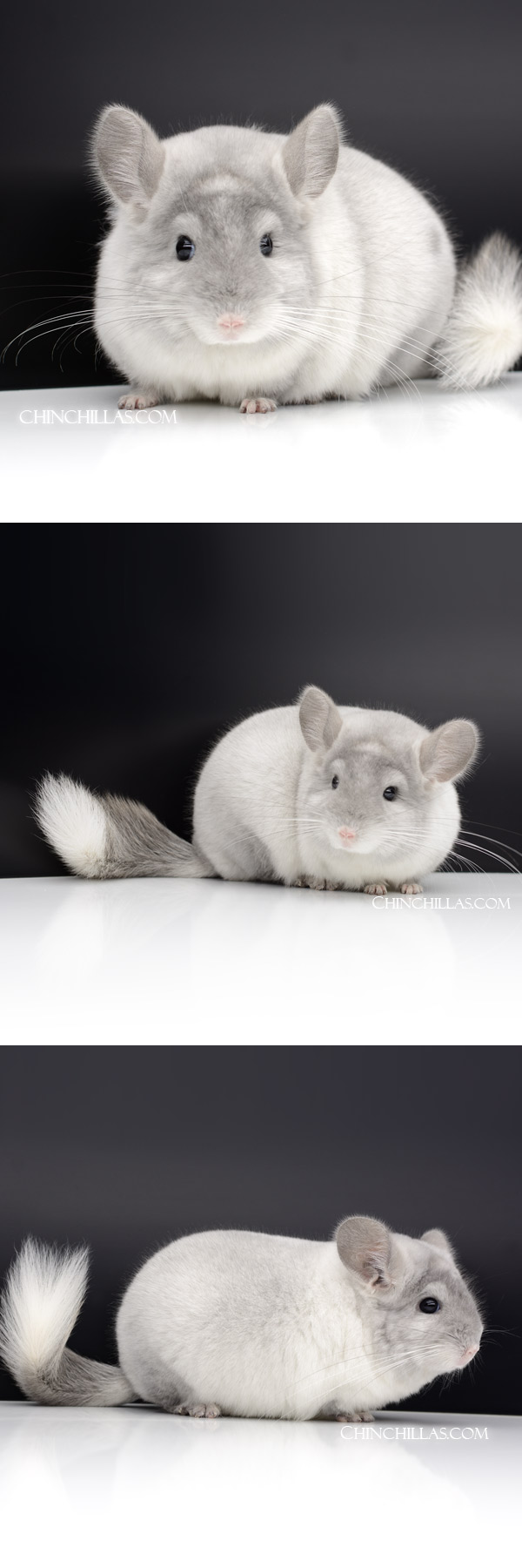 69 Violet & White Mosaic ( Royal Persian Angora Carrier ) Male Chinchilla
