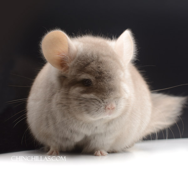 Chinchilla or related item offered for sale or export on Chinchillas.com - 23079 Large Beige Royal Persian Angora Male Chinchilla