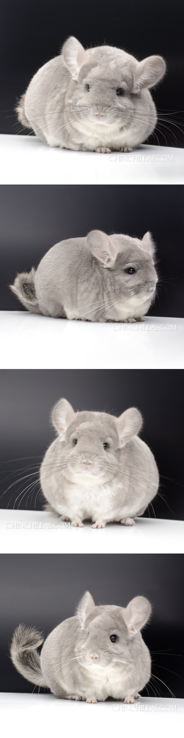 Chinchilla or related item offered for sale or export on Chinchillas.com - 74 Extra Large Blocky Premium Production Quality Violet Female Chinchilla