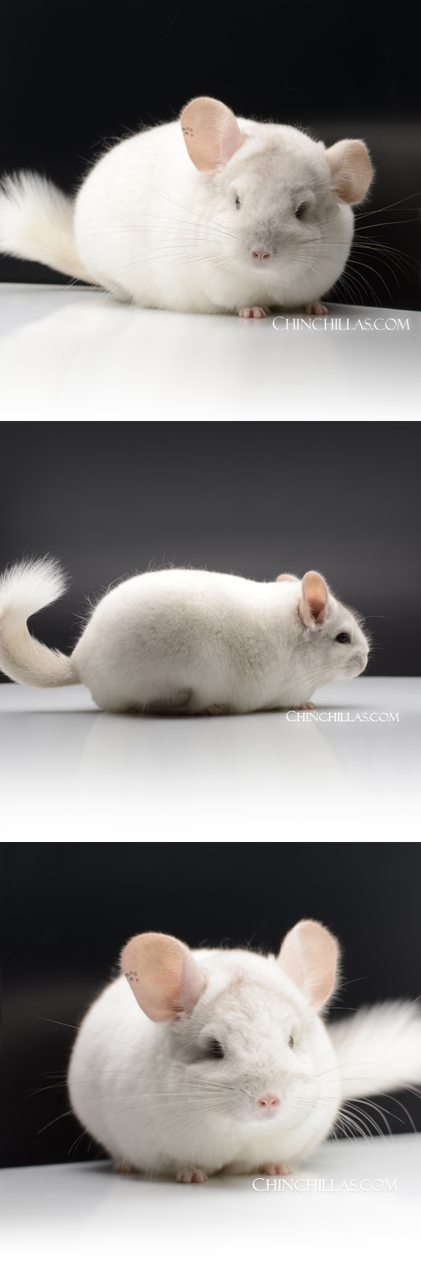 Chinchilla or related item offered for sale or export on Chinchillas.com - 71 Large Show Quality Pink White ( Possible Violet & Royal Persian Angora Carrier ) Female Chinchilla