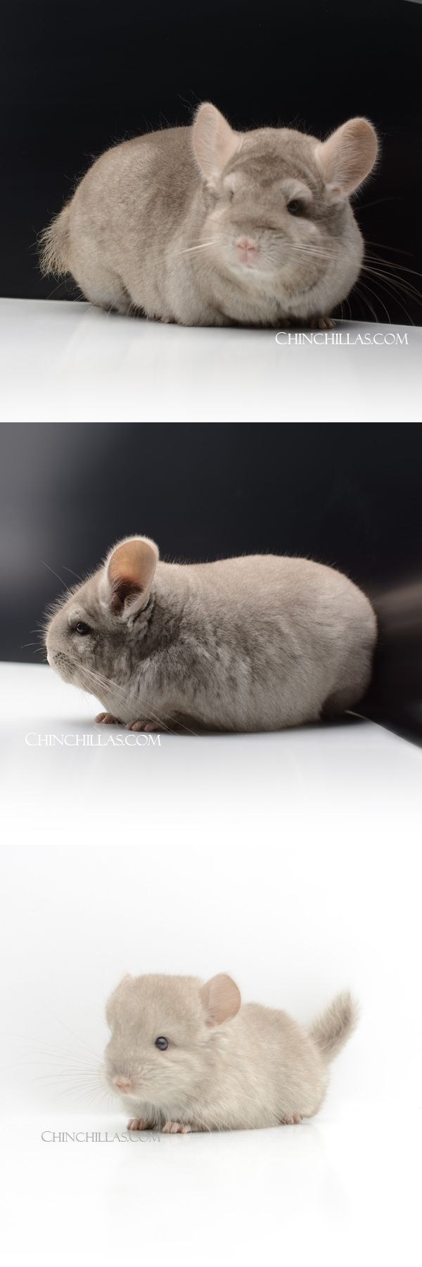 Chinchilla or related item offered for sale or export on Chinchillas.com - 80 Extra Large Blocky Tan ( Violet & Royal Persian Angora Carrier ) Female Chinchilla