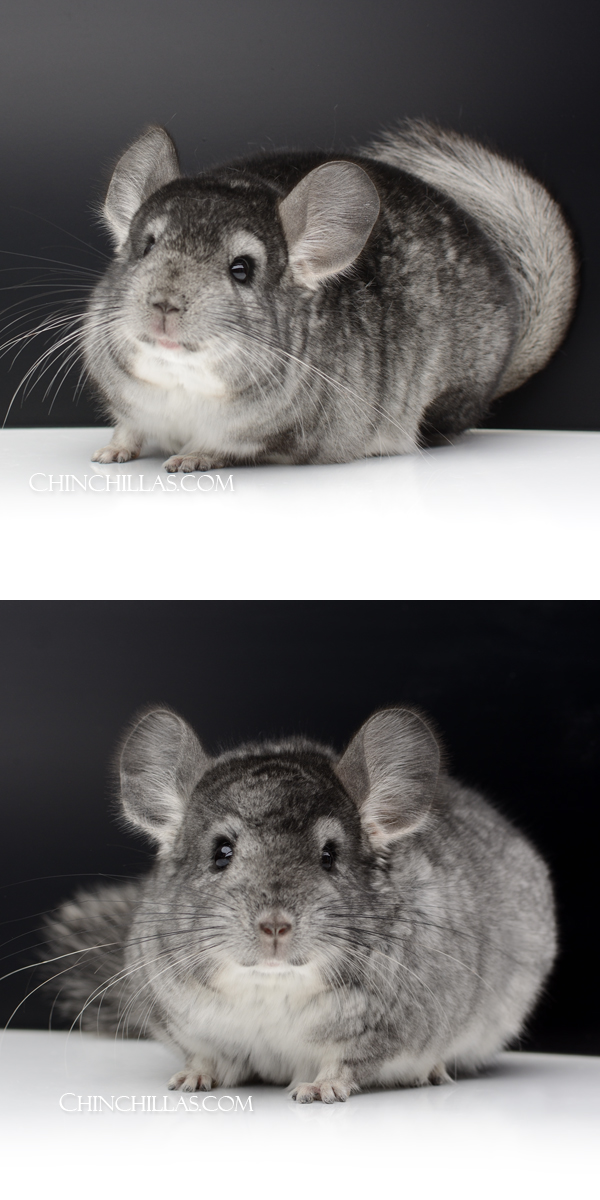 Chinchilla or related item offered for sale or export on Chinchillas.com - 73 Standard ( Possible Violet & Royal Persian Angora Carrier ) Male Chinchilla