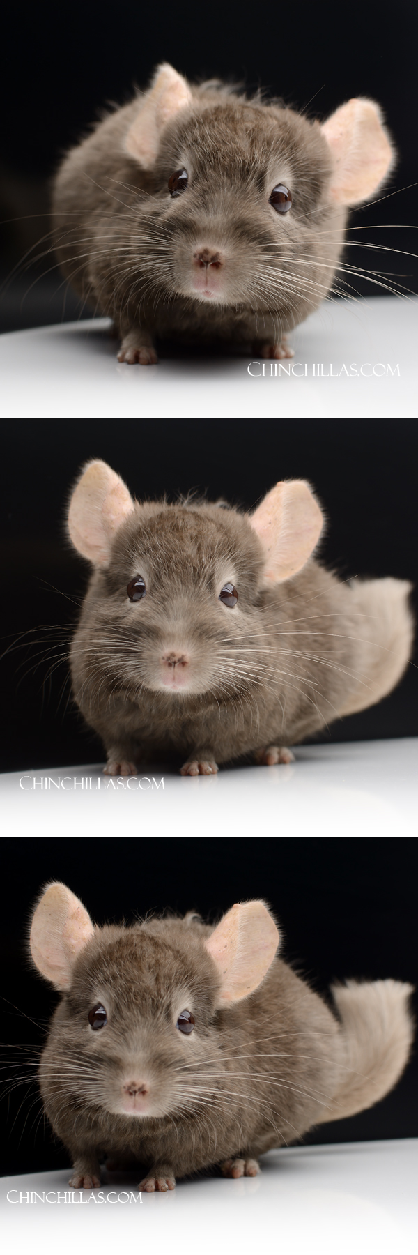 Chinchilla or related item offered for sale or export on Chinchillas.com - 25131 Tan Quasi Locken Male Chinchilla
