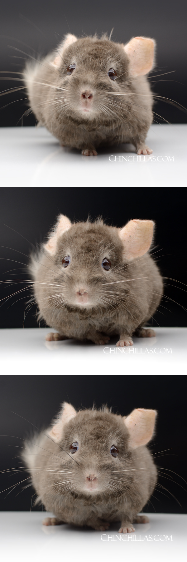 Chinchilla or related item offered for sale or export on Chinchillas.com - 25132 Tan Quasi Locken Male Chinchilla