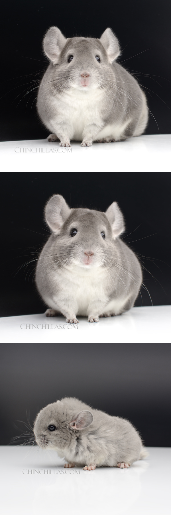 Chinchilla or related item offered for sale or export on Chinchillas.com - 105 Show Quality Violet Male Chinchilla
