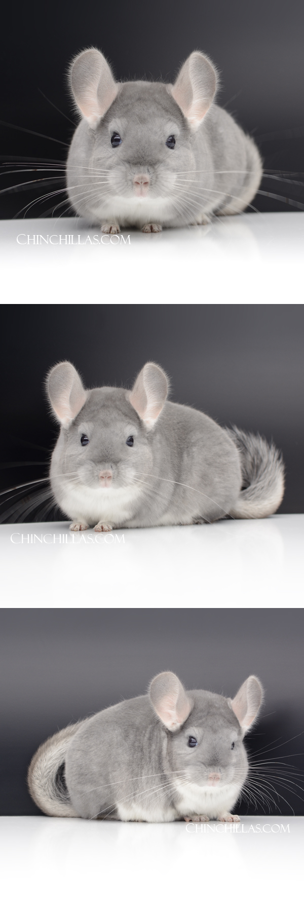 Chinchilla or related item offered for sale or export on Chinchillas.com - 95 Large Show Quality Blue Diamond Female Chinchilla