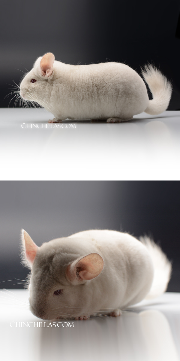 Chinchilla or related item offered for sale or export on Chinchillas.com - 25183 Homo Beige Violet (Possible Sapphire and Royal Persian Angora Carrier) Female Chinchilla