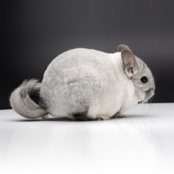 Chinchilla or related item offered for sale or export on Chinchillas.com - 86 Large Silver Mosaic ( Violet Carrier ) Male Chinchilla