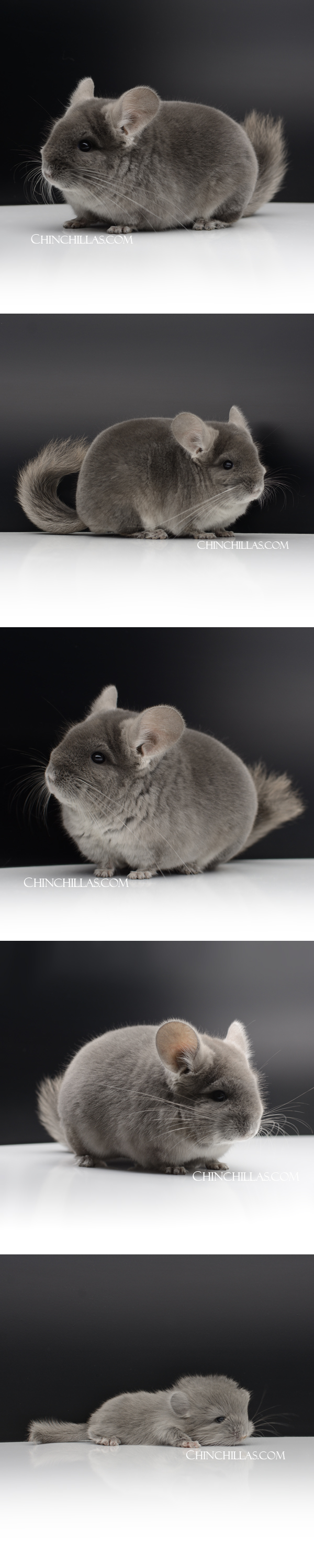 Chinchilla or related item offered for sale or export on Chinchillas.com - 110 TOV Wrap Around Violet ( Royal Persian Angora Carrier ) Male Chinchilla