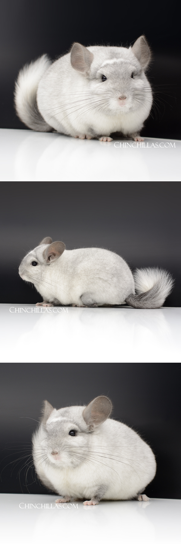 Chinchilla or related item offered for sale or export on Chinchillas.com - 111 Silver Mosaic ( Violet & Royal Persian Angora Carrier ) Male Chinchilla