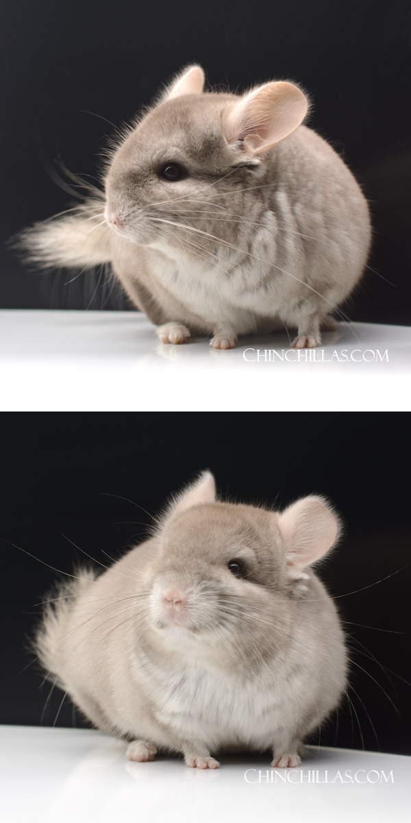 Chinchilla or related item offered for sale or export on Chinchillas.com - 101 Dayglow Light Tan ( Royal Persian Angora Carrier ) Female Chinchilla