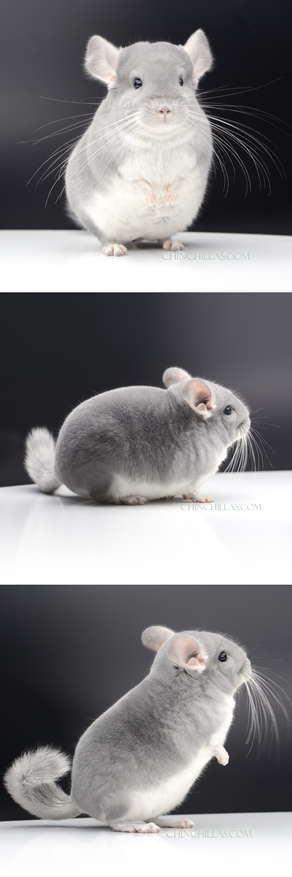 Chinchilla or related item offered for sale or export on Chinchillas.com - 76 Exceptional Blue Diamond Male Chinchilla