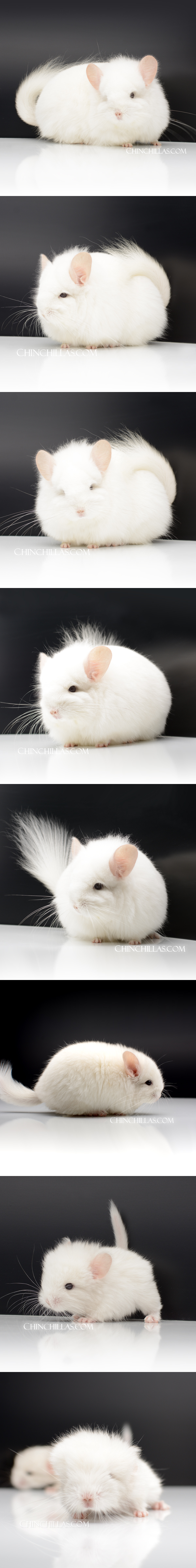 107 Exceptional Pink White Royal Persian Angora Female Chinchilla